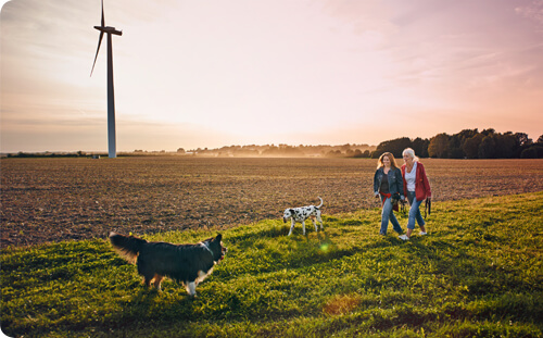 Spaziergang mit Hunden auf Wiese